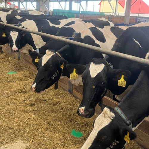 Путешествие в агропарк ЧЕБОМИЛК