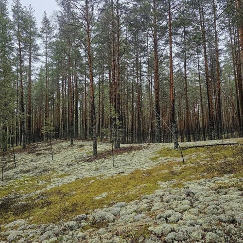 Осенний Марш Бросок Заволжья