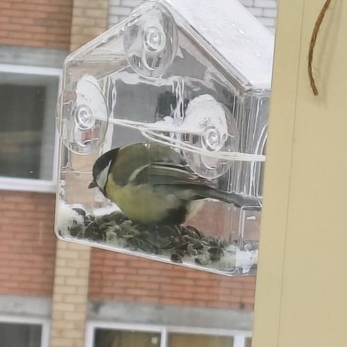 15 ЯНВАРЯ - ДЕНЬ ЗИМУЮЩИХ ПТИЦ  