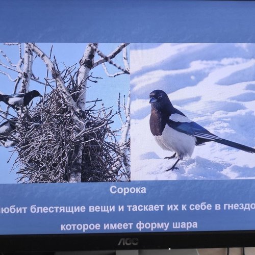 15 ЯНВАРЯ - ДЕНЬ ЗИМУЮЩИХ ПТИЦ  